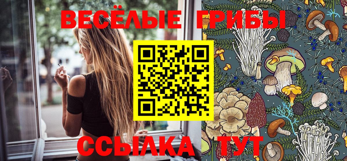 Галлюциногенные грибы Psilocybe Дятьково